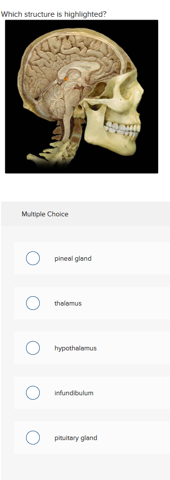 Which structure is highlighted?
Multiple Choice
pineal gland
thalamus
hypothalamus
infundibulum
pituitary gland