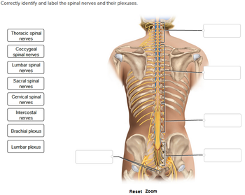 Answered: Correctly identify and label the spinal… | bartleby