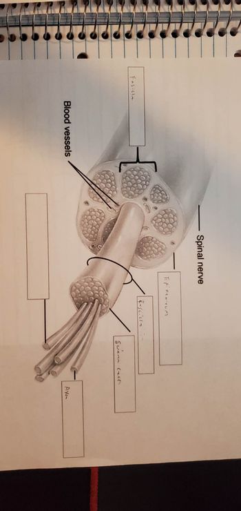 Fasicle
Blood vessels
{
Spinal nerve
Epinearum
Fascilla
Swann.
Call
Ayon