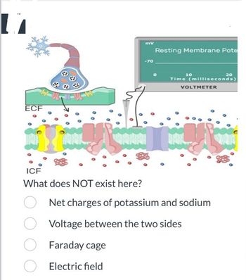 17
ECF
GHOLF
O
F MAL
ICF
What does NOT exist here?
-70
Resting Membrane Pote
10
Time (milliseconds)
VOLTMETER
L
20
Net charges of potassium and sodium
Voltage between the two sides
Faraday cage
Electric field