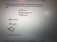 1 pts
Consider the figure below. To produce a phosphatidyl serine, which of the
species listed below might be used to replace the fatty acid shown in the
box?
CH-0-C-(CH2)14CH3
CH-0-C-(CH2)CH3DCH(CH2),CH3
ČHO-C-(CH2)14CH3
oforomions
CH CH-N(CH3)3
P-CH CH-NH3
CH2OH
OH
-NH-C-(CH2),CH=CH(CH2),CH,
on 10
1 nts
