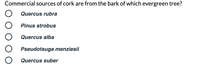 Commercial sources of cork are from the bark of which evergreen tree?
Quercus rubra
Pinus strobus
Quercus alba
Pseudotsuga menziesii
Quercus suber
