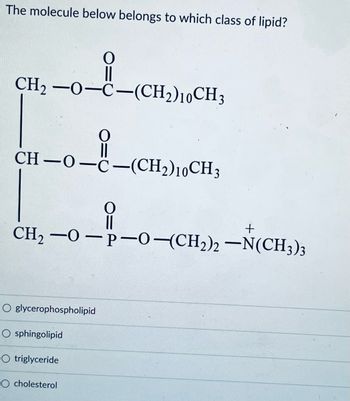 The molecule below belongs to which class of lipid?
0
CH2-0-C-(CH2)10 CH3
0
CH-O-C-(CH2)10CH 3
O
i
+
CH2-0-P-0-(CH2)2-N(CH3)3
O glycerophospholipid
O sphingolipid
O triglyceride
O cholesterol