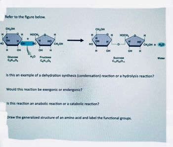 Refer to the figure below.
CH₂OH
CH₂OH
H
OH
HOCH2
H
H
OH
HOCH₂
H
H
H
OH
H
HO
OH
H
H
HO
HO
OH
HO
CH₂OH
HO
CH₂OH + H₂O
H
OH
OH
H
H
OH
OH
H
Glucose
C6H12O6
H₁₂O
Fructose
C6H12O6
Sucrose
C12H22O11
Water
Is this an example of a dehydration synthesis (condensation) reaction or a hydrolysis reaction?
Would this reaction be exergonic or endergonic?
Is this reaction an anabolic reaction or a catabolic reaction?
Draw the generalized structure of an amino acid and label the functional groups.