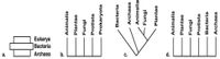 Eukarya
Bacteria
Archaea
C.
b.
Animalia
Plantae
Fungi
Protista
Prokaryota
Bacteria
Archaea
Animalia
Fungi
Plantae
Animalia
Plantae
Fungi
Protista
Bacteria
Archaea
