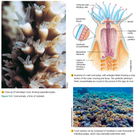 Answered: Tentacles with - stinging cells… | bartleby