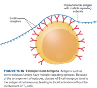 Polysaccharide antigen
with multiple repeating
subunits
B-cell
receptors
YY}
FIGURE 15.16 T-Independent Antigens Antigens such as
some polysaccharides have multiple repeating epitopes. Because
of the arrangement of epitopes, clusters of B-cell receptors bind to
the antigen simultaneously, leading to B-cell activation without the
involvement of TH cells.
(YY
