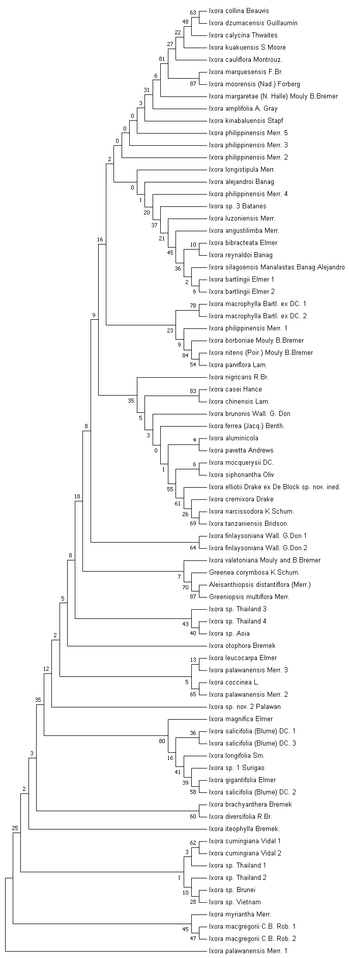 25
2
3
35
12
2
5
8
18
8
16
2
0
0
0
35
3
1
5
31
20
3
6
37
81
21
1
80
27
45
23
55
16
22
36
9
61
7
41
1
- Ixora collina Beauvis
Ixora dzumacensis Guillaumin
Ixora calycina Thwaites
Ixora kuakuensis S. Moore
Ixora cauliflora Montrouz.
Ixora marquesensis F.Br.
Ixora moorensis (Nad.) Forberg
Ixora margaretae (N. Halle) Mouly B. Bremer
Ixora amplifolia A. Gray
Ixora kinabaluensis Stapf
Ixora philippinensis Merr. 5.
Ixora philippinensis Merr. 3.
Ixora philippinensis Merr. 2
Ixora longistipula Merr.
Ixora alejandroi Banag
Ixora philippinensis Merr. 4
Ixora sp. 3 Batanes
Ixora luzoniensis Merr.
Ixora angustilimba Merr.
- Ixora bibracteata Elmer
Ixora reynaldoi Banag
Ixora silagoensis Manalastas Banag Alejandro
Ixora bartlingii Elmer 1
Ixora bartlingii Elmer 2
Ixora macrophylla Bartl. ex DC. 1
Ixora macrophylla Bartl. ex DC. 2
Ixora philippinensis Merr. 1
Ixora borboniae Mouly B.Bremer
Ixora nitens (Poir.) Mouly B. Bremer
- Ixora parviflora Lam.
Ixora nigricans R. Br.
Ixora casei Hance
Ixora chinensis Lam.
Ixora brunonis Wall. G. Don
Ixora ferrea (Jacq.) Benth.
Ixora aluminicola.
Ixora pavetta Andrews
Ixora mocquerysii DC.
Ixora siphonantha Oliv
Ixora elliotii Drake ex De Block sp. nov. ined.
Ixora cremixora Drake
Ixora narcissodora K.Schum.
Ixora tanzaniensis Bridson
Ixora finlaysoniana Wall. G.Don 1
Ixora finlaysoniana Wall. G.Don 2
Ixora valetoniana Mouly and B. Bremer
-Greenea corymbosa K.Schum.
Aleisanthiopsis distantiflora (Merr.)
Greeniopsis multiflora Merr.
Ixora sp. Thailand 3.
Ixora sp. Thailand 4
Ixora sp. Asia
Ixora otophora Bremek
Ixora leucocarpa Elmer
Ixora palawanensis Merr. 3.
Ixora coccinea L.
Ixora palawanensis Merr. 2
Ixora sp. nov. 2 Palawan
Ixora magnifica Elmer
Ixora salicifolia (Blume) DC. 11
Ixora salicifolia (Blume) DC. 3)
- Ixora longifolia Sm.
Ixora sp. 1 Surigao
Ixora gigantifolia Elmer
58
Ixora salicifolia (Blume) DC. 2
Ixora brachyanthera Bremek
60
Ixora diversifolia R. Br.
Ixora iteophylla Bremek.
62 Ixora cumingiana Vidal 1
3
Ixora cumingiana Vidal 2
Ixora sp. Thailand 1
Ixora sp. Thailand 2
Ixora sp. Brunei
Ixora sp. Vietnam
Ixora myriantha Merr.
Ixora macgregorii C.B. Rob. 1.
Ixora macgregorii C.B. Rob. 2.
Ixora palawanensis Merr. 1.
48
2
84
26
70
43
5
39
10
45
63
87
10
6
78
54
83
69
64
87
40
13
65
36
28
47