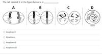 The cell labeled 'A' in the figure below is in
A
В
D
Diploid
O Anaphase I
O Anaphase
Anaphase II
O Anaphase III
