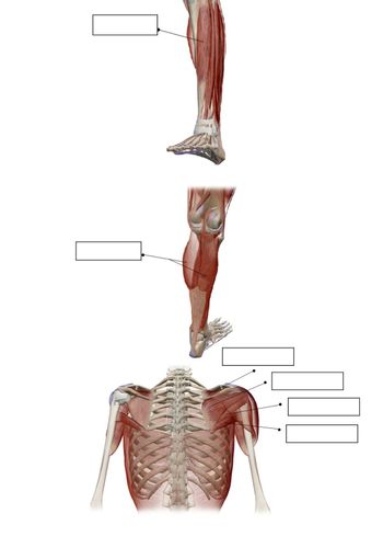 The image contains diagrams focusing on different muscle groups within the human body, specifically in the leg and shoulder areas. Each section of the image has labels indicating specific muscles.

### Leg Muscles:
1. **Quadriceps (front of thigh)**: This group of muscles is responsible for extending the knee and is located in the front part of the thigh.
2. **Gastrocnemius (calf muscle)**: Located at the back of the lower leg, this muscle is involved in plantar flexing the foot at the ankle joint and flexing the leg at the knee joint.

### Shoulder Muscles:
1. **Deltoid**: A rounded, triangular muscle responsible for lifting the arm and giving the shoulder its range of motion.
2. **Trapezius**: Extending over the back of the neck and shoulders, this muscle facilitates neck and shoulder movement.
3. **Latissimus Dorsi**: A large, flat muscle on the back that helps with arm movement and rotation, often contributing to shoulder and back strength.

These anatomical illustrations highlight the muscle positioning and potential actions they facilitate within the body, providing a clear visual understanding for educational purposes.