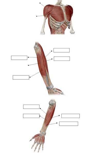 The image consists of anatomical diagrams highlighting various muscles of the upper body and arm. The diagrams are labeled with placeholders for identifying specific muscles. Here's a detailed breakdown:

1. **Shoulder Muscles**:
   - **Upper Diagram**: Displays the front view of the chest and shoulder. Muscles like the pectoralis major and deltoid are shown. Blank labels are present for identifying each muscle group.

2. **Upper Arm Muscles**:
   - **Middle Diagram**: Focuses on the upper arm, displaying both anterior (front) muscles such as the biceps brachii, and possibly posterior muscles like the triceps brachii. It includes several blank labels indicating different muscle regions.

3. **Forearm Muscles**:
   - **Lower Diagram**: Illustrates the muscles of the forearm and hand. Visible muscles might include the flexor and extensor groups, with more blank labels pointing out various muscle areas.

This detailed visual aid serves as an educational tool for identifying major muscle groups involved in upper body function.