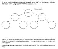 Fill in the cells below showing the process of meiosis of the male's sex chromosomes with non-
disjunction occuring during meiosis II. DO NOT show crossing over.
Prior to meiosis
44 +XY
What are the possible abnormal gametes the male can produce with non-disjunction occurring in Meiosis
II? Identify the possible sexual aneuploidy syndrome if these abnormal sperm cells are fertilized by a
normal egg cell.
Could this man father a Tuner syndrome (XO) child? Could this man father a Klinefelter's syndrome child
(XXY)?
