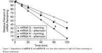 ### Degradation of mRNA G and mRNA H Over Time

#### Overview:
The graph provided illustrates the degradation of two types of mRNA, labeled as mRNA G and mRNA H, over time. The measurements of mRNA levels were taken after exposure to light for distinct durations: 1 hour (labeled as morning) and 8 hours (labeled as afternoon).

#### Graph and Data Explanation:
- **X-Axis (Horizontal):** Represents time in minutes (min), ranging from 0 to 120 minutes.
- **Y-Axis (Vertical):** Represents the relative percentage of mRNA remaining, ranging from 0% to 100%.
  
#### Key:
- **mRNA G - morning:** Represented by open triangles (△)
- **mRNA G - afternoon:** Represented by filled triangles (▲)
- **mRNA H - morning:** Represented by open circles (○)
- **mRNA H - afternoon:** Represented by filled circles (●)

#### Trends:
- **General Degradation:** Both mRNA G and mRNA H show a decrease in relative percentage remaining over the 120-minute period.
- **Comparison Over Time:**
  - **mRNA G:** 
    - Degraded more slowly in the morning (△) compared to the afternoon (▲).
    - After 120 minutes, less mRNA G remains in the afternoon condition compared to the morning.
  - **mRNA H:**
    - Degraded at a somewhat similar rate in both the morning (○) and afternoon (●), with minor variations.
    - Overall, mRNA H consistently showed higher degradation compared to mRNA G under both conditions.

#### Conclusion:
The graph suggests a difference in the degradation patterns of mRNA G and mRNA H, influenced by the time of exposure to light. mRNA G showed higher stability in the morning, while mRNA H degraded at a nearly consistent rate regardless of the light exposure duration.

**Figure 1:** Representation of the degradation trends for mRNA G and mRNA H over time with different light exposure conditions.