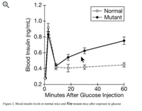 **Title: Comparative Analysis of Blood Insulin Levels in Normal and Esp Mutant Mice Post-Glucose Injection**

**Description:**

This educational section presents a comparative analysis of blood insulin levels in normal mice and Esp (Ectopic P-glycoprotein) mutant mice, following their exposure to glucose injection. The graph illustrates the dynamic changes in blood insulin levels over a 60-minute period, offering insights into the metabolic differences between these two groups.

**Figure 2:**

- **Y-Axis:** The Y-axis represents the blood insulin concentration, measured in nanograms per milliliter (ng/mL), ranging from 0.2 to 1.2 ng/mL.
  
- **X-Axis:** The X-axis represents time, measured in minutes after glucose injection, ranging from 0 to 60 minutes.

The graph includes two distinct lines representing the data:

1. **Normal Mice:**
   - Depicted with open circles connected by a solid line.
   - Blood insulin levels initially spike sharply within the first few minutes after glucose injection, reaching approximately 0.9 ng/mL.
   - This is followed by a decline and subsequent leveling off, maintaining a relatively constant level around 0.4 ng/mL from 20 to 60 minutes post-injection.

2. **Esp Mutant Mice:**
   - Depicted with filled circles connected by a dashed line.
   - Blood insulin levels in mutant mice start around 0.4 ng/mL and show a more gradual increase over time.
   - Unlike in normal mice, insulin levels continue to rise, peaking at around 0.8 ng/mL by the 60-minute mark.

The error bars on each data point indicate the variability and provide a sense of the precision of the measurements.

**Analysis:**
- The graph highlights a significant disparity in the insulin response between normal and Esp mutant mice, suggesting that Esp mutations may influence the regulation of insulin following glucose exposure.
- Normal mice show a quick response with an initial spike in insulin levels, which then stabilizes, whereas mutant mice display a sustained increase over time.

**Conclusion:**
This study's results underscore the impact of genetic mutations on metabolic responses, offering valuable insights for further research on diabetes and other metabolic disorders. Understanding these differences is crucial for developing targeted treatments and therapies.