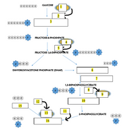 GLUCOSE
Cccccc
2
3
©cccoc
FRUCTOSE-6-PHOSHPATE
5
FRUCTOSE 1,6-DIPHOSPATE
cccccc
DIHYDROXYACETONE PHOSPHATE (DHAP)
7
1,3-BIPHOSPHOGLYCERATE
12
10
15
13
2-PHOSPHOGLYCERATE
14
