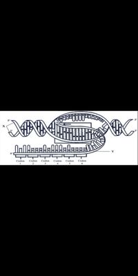 5'
Y
5'
Codon
Codon
Codon
3
Codon
Codon
Codon
5
2
4
6.
