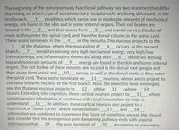 The beginning of the somatosensory functional pathway has two branches that differ
depending on which type of somatosensory receptor cells are being discussed. In the
first branch,
_1 dendrites, which sense low to moderate amounts of mechanical
energy, are found in the skin and in some internal organs. Their cell bodies are
located in the
_2___ and their axons form
3 and cranial nerves, the dorsal
roots as they enter the spinal cord, and then the dorsal column in the spinal cord.
These axons terminate in the
4 of the medulla. This nucleus projects to the
5 _ of the thalamus, where the modulation of 6 occurs. In the second
branch, 7_ dendrites sensing very high mechanical energy, very high/low
thermal energy, and inflammatory chemicals, along with
low and moderate amounts of 9.
organs. The cell bodies of these neurons are located in the dorsal root ganglia and
their axons form spinal and 10__ nerves as well as the dorsal roots as they enter
the spinal cord. These axons terminate on
the same thalamic nucleus of the first branch. Now, the branches have converged,
and this thalamic nucleus projects to
occurs. Extending into cognition, these cortical neurons project to 15
somatosensory information is combined with visual information to help us
understand
8 dendrites sensing
energy are found in the skin and some internal
11
neurons, whose axons project to
12 _ of the
13
where
14
where
_16_. In addition, those cortical neurons also project to a
17 _, and 18
hypothetical "flavor cortex" where somatosensory,
information are combined to experience the flavor of something we eat. We should,
also consider that the endogenous pain dampening pathway ends with a spinal
interneuron that
19 the axon terminals of
20 _ decreasing or preventing
