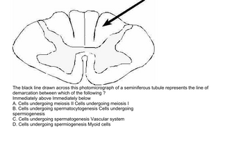 NE
The black line drawn across this photomicrograph of a seminiferous tubule represents the line of
demarcation between which of the following ?
Immediately above Immediately below
A. Cells undergoing meiosis II Cells undergoing meiosis I
B. Cells undergoing spermatocytogenesis Cells undergoing
spermiogenesis
C. Cells undergoing spermatogenesis Vascular system
D. Cells undergoing spermiogenesis Myoid cells