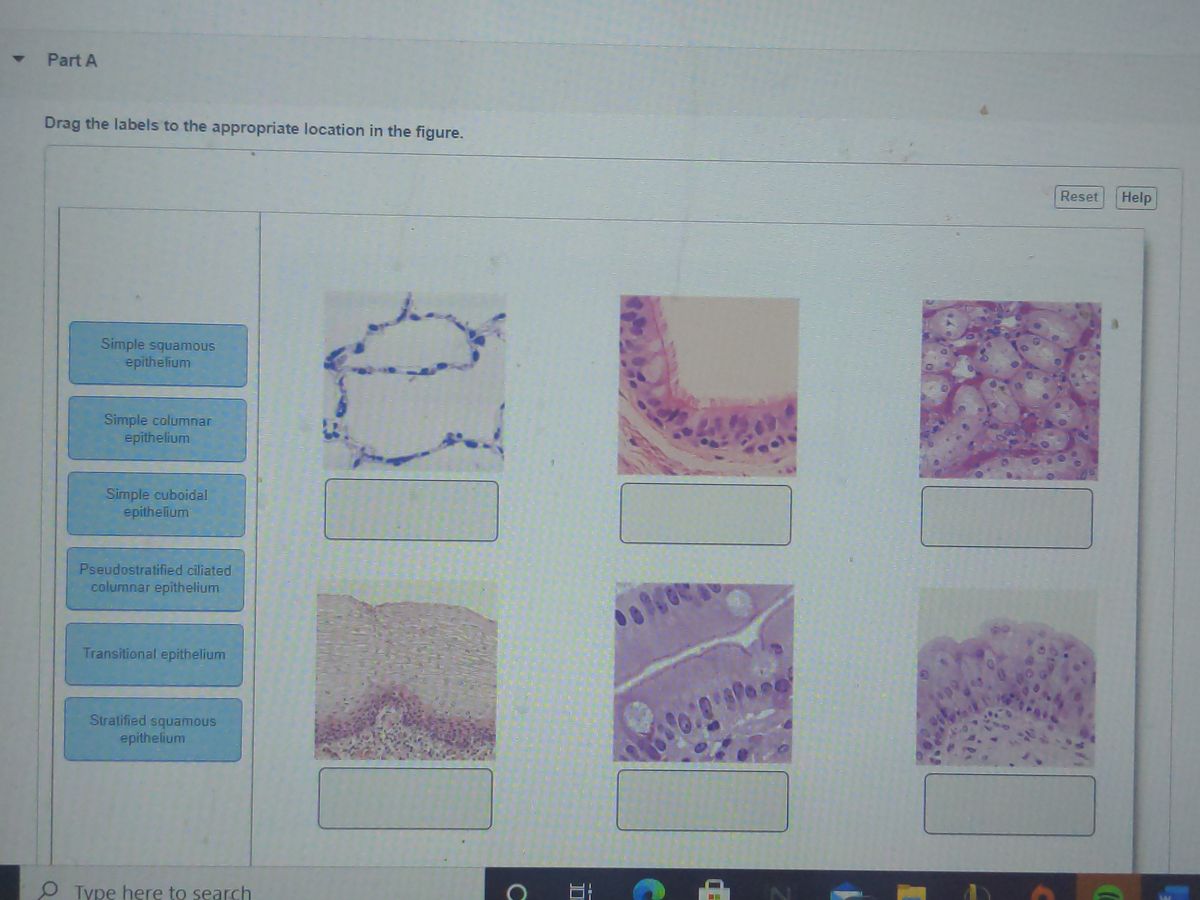 what-is-the-main-function-of-simple-cuboidal-epithelium-mastery-wiki