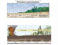 Primary succession
Oeks. hickeries. lack
poplars beeches
Cimax community
Bare
7OOK
Lichens Mosses Herbs. Grasses Shrubs Pines, hickories.
imature ceks
Insermedatetage
Time dneds of yeare)-
Pioneer atage
Secondary Succession
Ploneer Species
Intermediate Species
Climax Community
Grasses and
perennials
Grasses, shrubs, pines,
young oak and hickory
Mature oak and
hickory forest
Fire
Annual plants
D years
O 2006 Eneycopwdia Britannica, Ine.
34 years
5-150 years
1-2 years
150+ years
