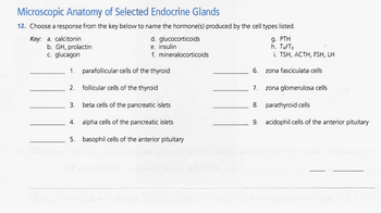 Microscopic Anatomy of Selected Endocrine Glands
12. Choose a response from the key below to name the hormone(s) produced by the cell types listed.
Key: a. calcitonin
b. GH, prolactin
c. glucagon
1.
parafollicular cells of the thyroid
follicular cells of the thyroid
beta cells of the pancreatic islets
4. alpha cells of the pancreatic islets
5.
2.
d. glucocorticoids
e. insulin.
f. mineralocorticoids
3.
basophil cells of the anterior pituitary
6.
7.
9. PTH
h. T4/T3
i. TSH, ACTH, FSH, LH
zona fasciculata cells
zona glomerulosa cells
8.
parathyroid cells
9. acidophil cells of the anterior pituitary