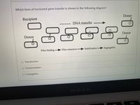 Which form of horizontal gene transfer is shown in the following diagram?
Recipient
Donor
DNA transfer
Donor
Donor
Pilus binding
Pilus retraction
Stabilization
Segregation
Transduction
O Transformation
O Conjugation
MacBook Air
DD
