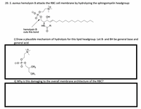 Answered: 2B. S. aureus hemolysin B attacks the… | bartleby