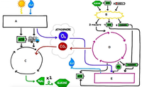 ATP
2INAD+
GLUCOSE
H2O
В
A
2 PYRUVATE
4 ATP
2 NADH
ATMOSPHERE
ATP
NADPH
CO.
D
H20
NADH
ATP
x2
PGAL
l GLUCOSE
E
be
