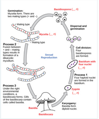 Answered: Basidiospores (n) Germination: Mycelia… 