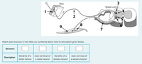 Skin
3
Spinal cord
1
9.
9.
7
Match each structure in the reflex arc numbered above with its description given below.
Structure:
Dendrite of a
Axon terminal of
Dendrite of a
Axon terminal of
Description:
motor neuron
a motor neuron
sensory neuron
a sensory neuron
