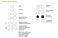 Pedigree Conventions
Identical
twins
Male
Female
Non-identical
twins
Mating
Affected
individuals
Mating between
close relatives
Unaffected
individuals
Roman numerals
I
symbolize generations
Arabic numbers
symbolize individuals
within a given
generation
II
1
2 3
Birth order, within each
group of offspring, is
drawn left to right,
oldest to youngest
