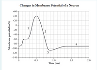 Changes in Membrane Potential of a Neuron
+60
+40
+20
0-
1
-20
2
-40
-60
-80
-100
-120
3.
-140 -
0.5
1.0
1.5
2.0
Time (ms)
Membrane potential (mV)
in
