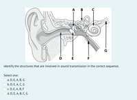 В
G
D
E
F
Identify the structures that are involved in sound transmission in the correct sequence.
Select one:
a. D, E, A, B, G
b. D, E, A, C, G
O c. D, E, A, B, F
d. D, E, A, B, C, G
