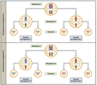 Metaphase I
Metaphase II
Gametes
Genetic
Genetic
arrangement 1
arrangement 2
Metaphase I
Metaphase II
Gametes
Genetic
Genetic
arrangement 3
arrangement 4
Chromosome Arrangement 2
Chromosome Arrangement 1
