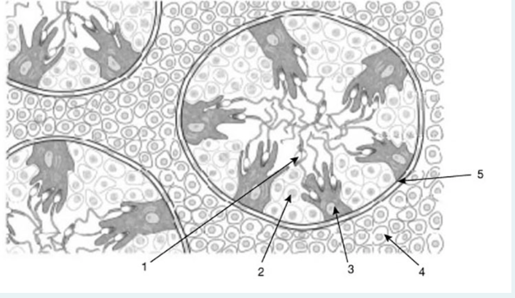 Answered In the diagram above, the cell that… bartleby picture