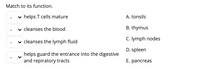 Match to its function.
v helps T cells mature
A. tonsils
v cleanses the blood
B. thymus
v cleanses the lymph fluid
C. Iymph nodes
D. spleen
helps guard the entrance into the digestive
and repiratory tracts
E. pancreas
