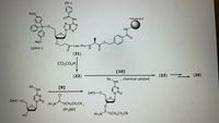 (Bz-)
Meo
NH.
Polystyrene
HN
Meo
-Leu-Pro-N
(DMT--)
(21)
CCl;CO2H
[10]
(22)
(23) (20)
chemical catalyst
Bz.
NH
BZNH
[9]
DMTr-O,
DMTr-O.
OCH2CH2CN,
iPr,NEt
HO
iPr2N
OCH,CH,CN
