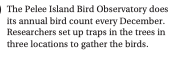 The Pelee Island Bird Observatory does
its annual bird count every December.
Researchers set up traps in the trees in
three locations to gather the birds.
