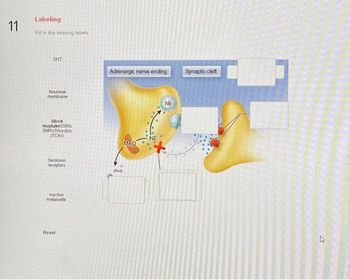 11
Labeling
Fill in the missing labels
SHT
Neuronal
membrane
Block
reuptakeSSRIs
SNRIsTricyclics
(TCAS)
Serotonin.
receptors
Inactive
metabolite
Reset
Adrenergic nerve ending
MAQ
NE
NE
Synaptic cleft
4