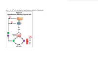 Here is the HPT axis standing for hypothalamus, pituitary, thyroid axis.
Figure 1.
Hypothalamic-Pituitary-Thyroid Axis
Hypothalamus
Pituitary
TSH
T4
Thyroid
Gland
T3
Target
Tissues
Нeart
TA
T3
Liver
Bone
CNS
T. T,
Liver, Muscle
