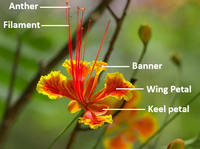 Answered: Anther Filament- Banner -Wing Peta Keel… | bartleby