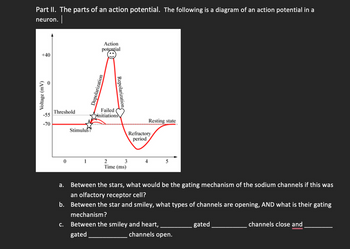 Part II. The parts of an action potential. The following is a diagram of an action potential in a
neuron. |
+40
Voltage (mV)
-55
-70
Threshold
0
a.
b.
C.
Stimulus
1
Action
potential
Depolarization
Repolarization
Failed
initiations
2
3
Time (ms)
Resting state
Refractory
period
Between the stars, what would be the gating mechanism of the sodium channels if this was
an olfactory receptor cell?
Between the star and smiley, what types of channels are opening, AND what is their gating
mechanism?
Between the smiley and heart,
gated
channels open.
gated
channels close and