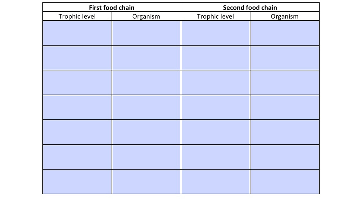 Trophic Levels - Graphic Organizer