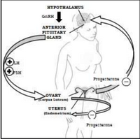 HYPOTHALAMUS
GARH
ANTERIOR
PITUITARY
GLAND
H
Progarterone
OVARY
TCorpan Luteum
UTERUS
(Eadometrium
Progecterone
