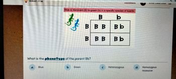 Answered: A Blue Is Dominant (B) To Green (b) In… | Bartleby