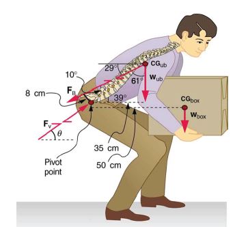 CGub
29
10°
Wub
61
8 cm-
Fg
39
CGpox
Woox
35 cm
Pivot
point
50 cm
