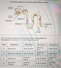 The Human Nephron and Associated Blood Vessels
capillaries
efferent
arteriole
afferent
arteriole
Structure 2
Structure 1
Structure 3
Structure 4
to renal
vein
to urinary
bladder
Which of the following rows correctly identifies the structures of
the nephron numbered 1 to 4 on the diagram above?
Row
Structure 1
Structure 2
Structure 3
Structure 4
glomerulus
collecting
duct
loop of Henle
distal tubule
collecting
duct
Bowman's capsule
loop of Henle
distal tubule
proximal
tubule
collecting
duct
glomerulus
loop of Henle
Bowman's
proximal
tubule
collecting
duct
loop of Henle
Capsule
