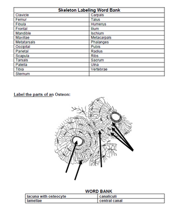 Clavicle
Femur
Fibula
Frontal
Mandible
Maxillae
Metatarsals
Occipital
Parietal
Scapula
Tarsals
Patella
Tibia
Sternum
Skeleton Labeling Word Bank
Carpals
Talus
Humerus
Label the parts of an Osteon:
lacuna with osteocyte
lamellae
llium
Ischium
Metacarpals
Phalanges
Pubis
Radius
Ribs
Sacrum
Ulna
Vertebrae
WORD BANK
canaliculi
central canal