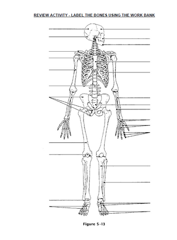 Answered: REVIEW ACTIVITY-LABEL THE BONES USING… | bartleby