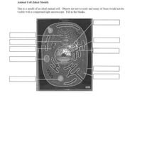 Answered: Animal Cell (Ideal Model) This is a… | bartleby